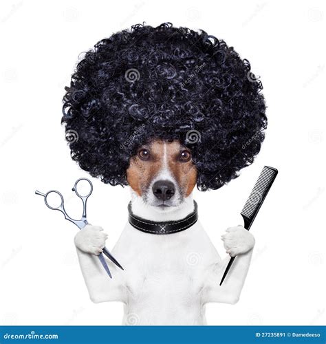 Hairdresser Scissors Comb Dog Stock Image - Image of professional ...