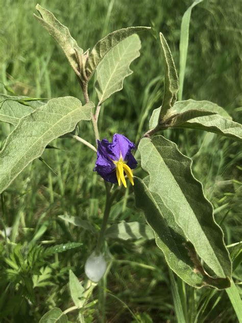 Solanum elaeagnifolium (Silverleaf Nightshade) - FSUS
