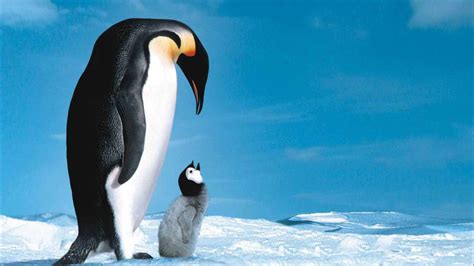 [法语中字]动物世界纪录片：帝企鹅日记 La marche de l’empereur (2005)全1集下载| 纪录片之家