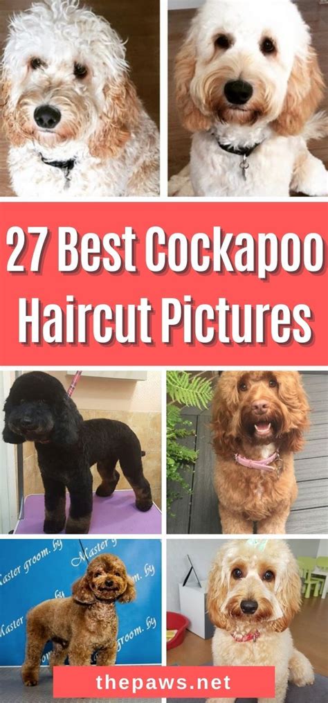 Image result for Cockapoo Grooming Kit