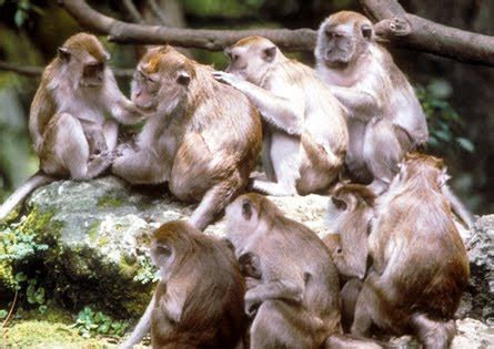 Primate Behavior 的图像结果