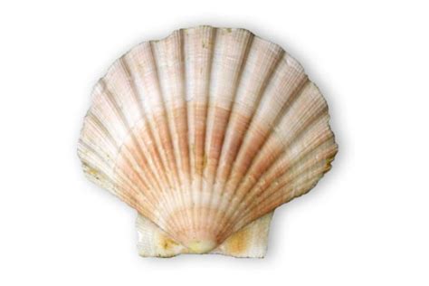 Image result for Alive Shellfish