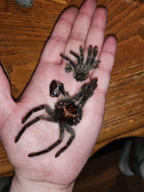 A molt from my pink toe (top) and curly hair (bottom), they both molted at almost the same time ...