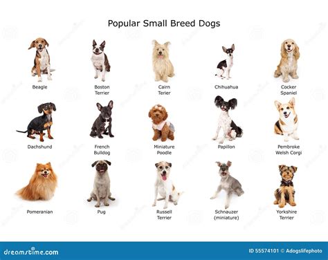Different Types Of Small Dog Breeds at Joan Dudley blog