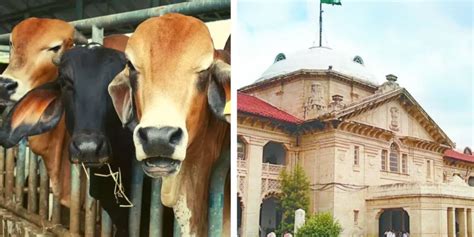 Hope Centre will declare cows 'protected national animal', says ...