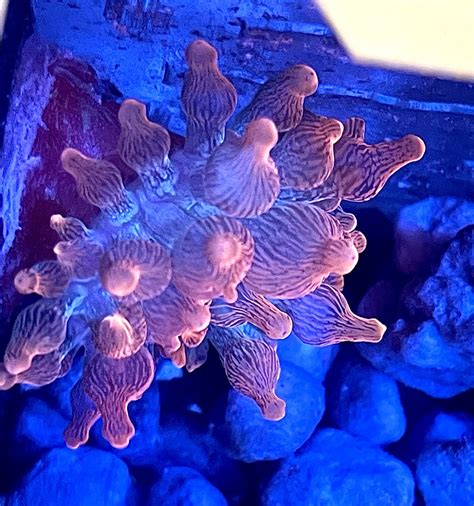 Big Purchase, Big Mistake ( Colorado Sunburst Anemone goes into MP40 ...