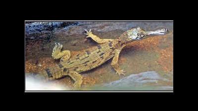 Gharial eggs hatch in Chennai Snake Park | Chennai News - Times of India