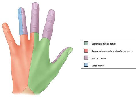 Anesthesia of the hand - Clinical Tree