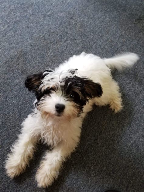 Buffalo Pug & Small Breed Rescue, Inc.