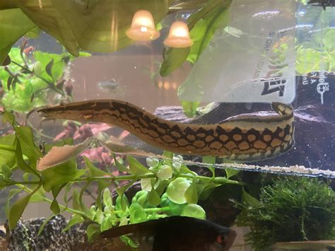 Tire track eels? : r/aquarium