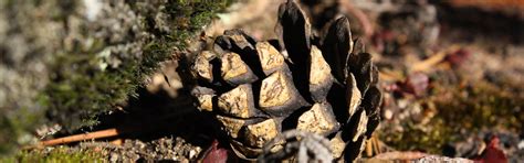 Download wallpaper stone, moss, bump, section macro in resolution 2880x900