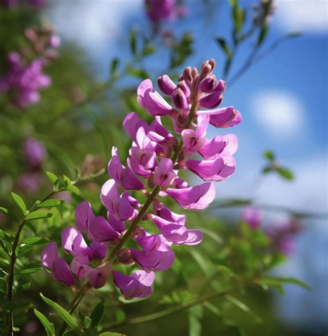 Neelayamari – Trust Nature