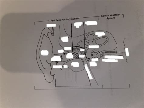 Peripheral Auditory System 的图像结果