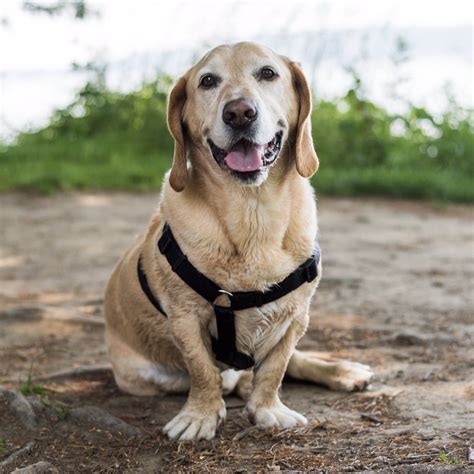 Hound Yellow Lab Mix