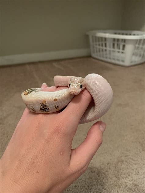 Image result for Ivory Ball Python