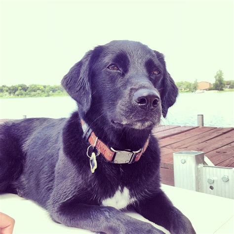 Beagle Black Lab Mix