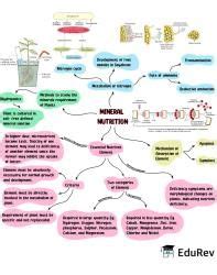Mind Map: Mineral Nutrition (Old NCERT) - Subject-Wise Mind Maps for ...
