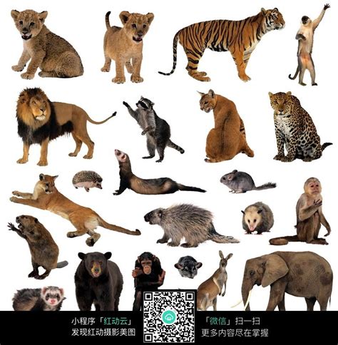 500种动物图片大全 各种动物图片大全集100种(2)_配图网