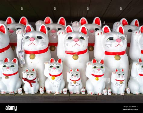 Manekineko Cat