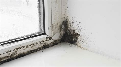 10 types of mould you might find in your home | Homebuilding