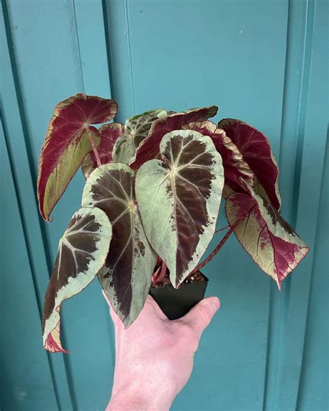 Instagram | Cool plants, Pretty plants, Begonia