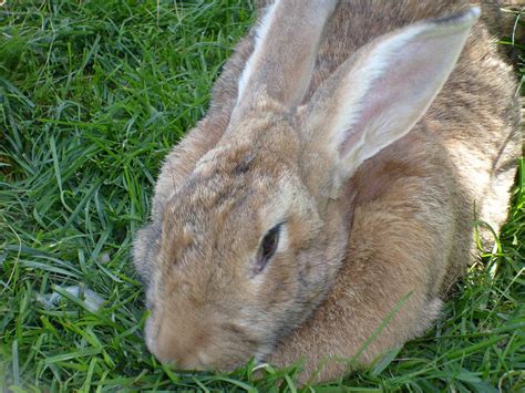 Image result for Rotating Head Rabbit