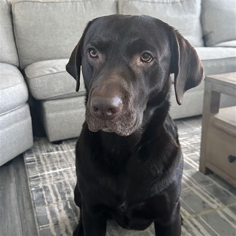 the only face I can’t say no to 🤎 : r/labrador