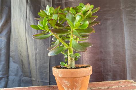 Jade Plant – Madison Flower Shop