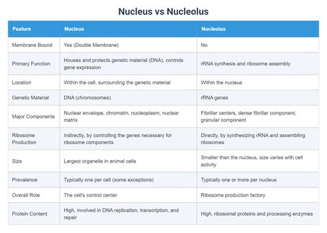 Nucleus vs Nucleolus