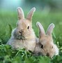 Image result for Wild Baby Bunny Age Chart