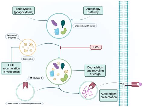 Synthetic Pharmacotherapy for Systemic Lupus Erythematosus: Potential Mechanisms of Action ...