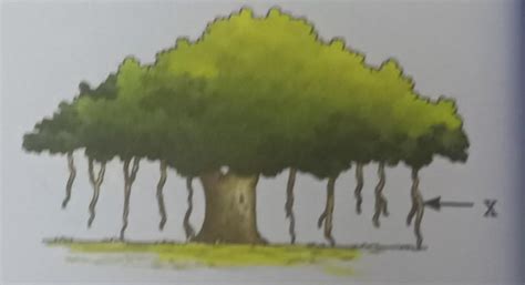 7. 8. Observe the picture given below and answer the questions that ...