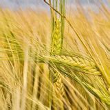 Pearl Barley Natural-1 Kg Pack – Vintage Farmers