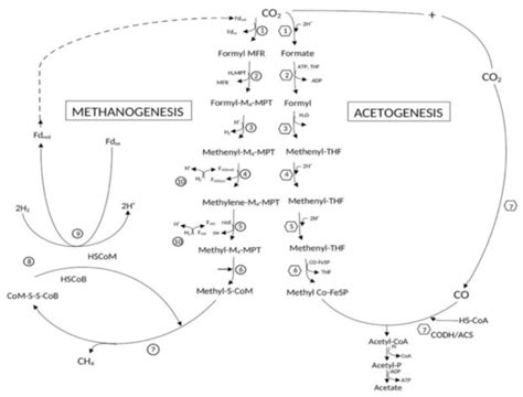 Homo-Acetogens: Their Metabolism and Competitive Relationship with ...