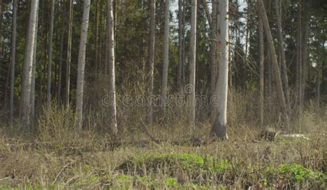 Image result for Tree Felling Injury