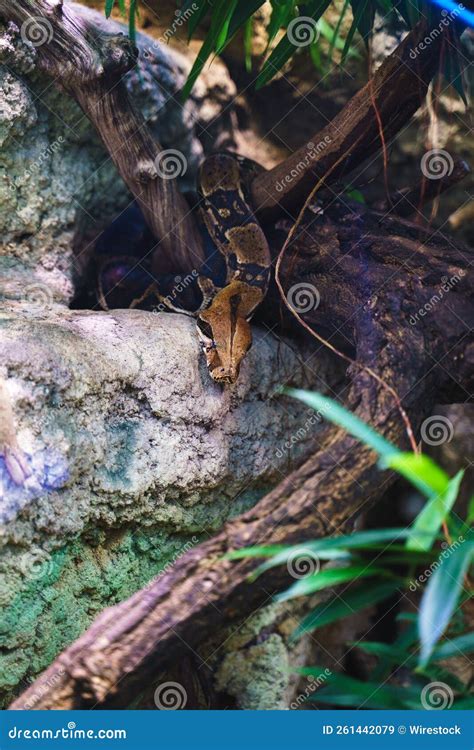 Image result for Reticulated Python Cage