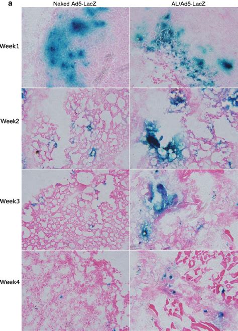 Image result for Alpha Complementation LacZ Assay