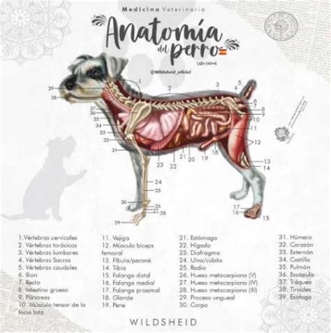 Anatomía del Perro | Carolina Valencia | uDocz | Anatomía del perro ...