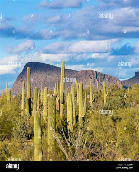Rare Crested saguaro cactus plant in Saguaro National Park West near ...
