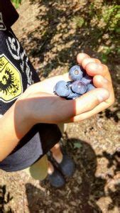 Image result for Alien House Art