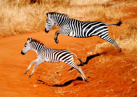 Speed Of Zebra