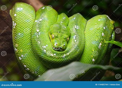 Image result for Black Green Tree Python