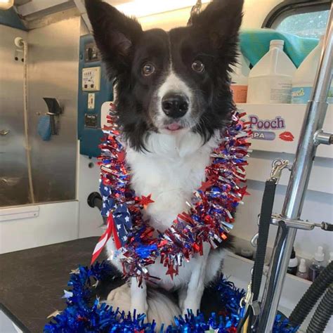 Dog Grooming Gallery Indiana | Smoochie Pooch Gallery