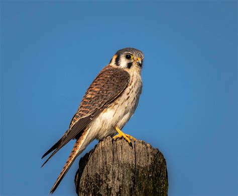 3+ Free Halcon & American Kestrel Images - Pixabay