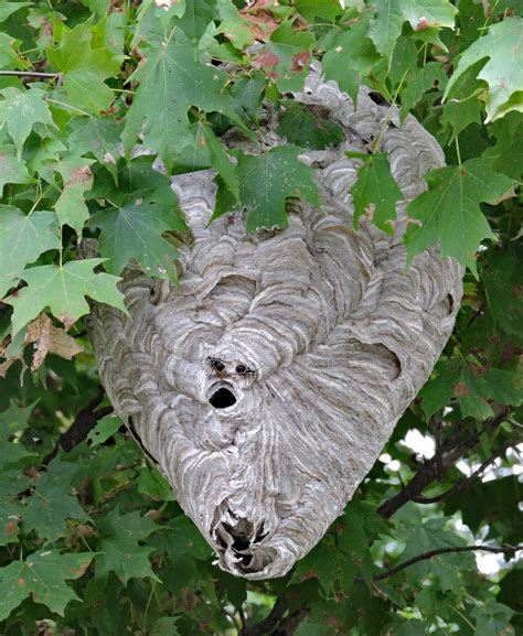Largest Hornet Nest Paper