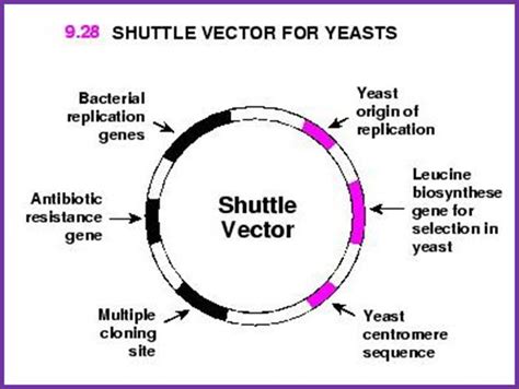 Image result for Shuttle Vector Applications