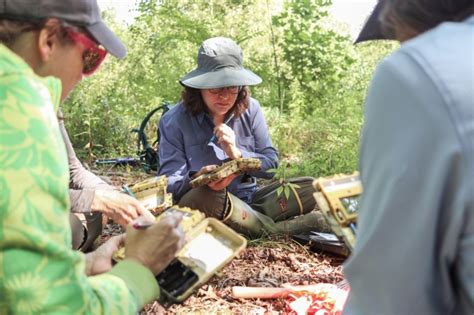 Asheville Field Office staff setting up acoustic bat detectors | FWS.gov