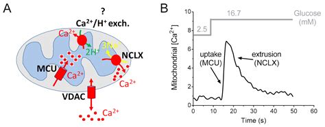 Mitochondrial Calcium Signaling in Pancreatic β-Cell