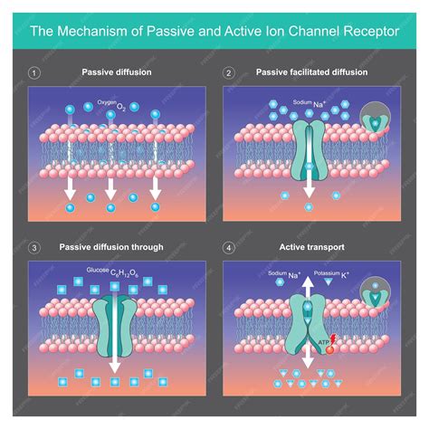 Premium Vector | The mechanism of passive and active ion channel receptor explain mechanisms of ... - mechanism of transport across cell membrane