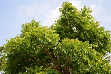 Neem Tree | Sow Exotic